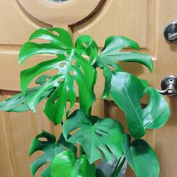 Beautiful Monstera Deliciosa