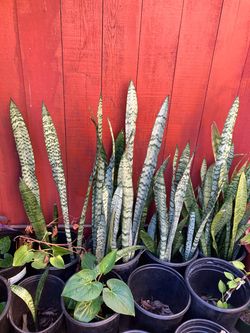 Snake plant big