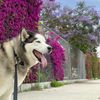 ShadowtheHusky