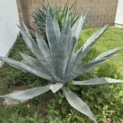 3 Free Agave Plants 