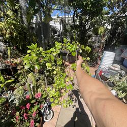 Creeping Charlie House Plant