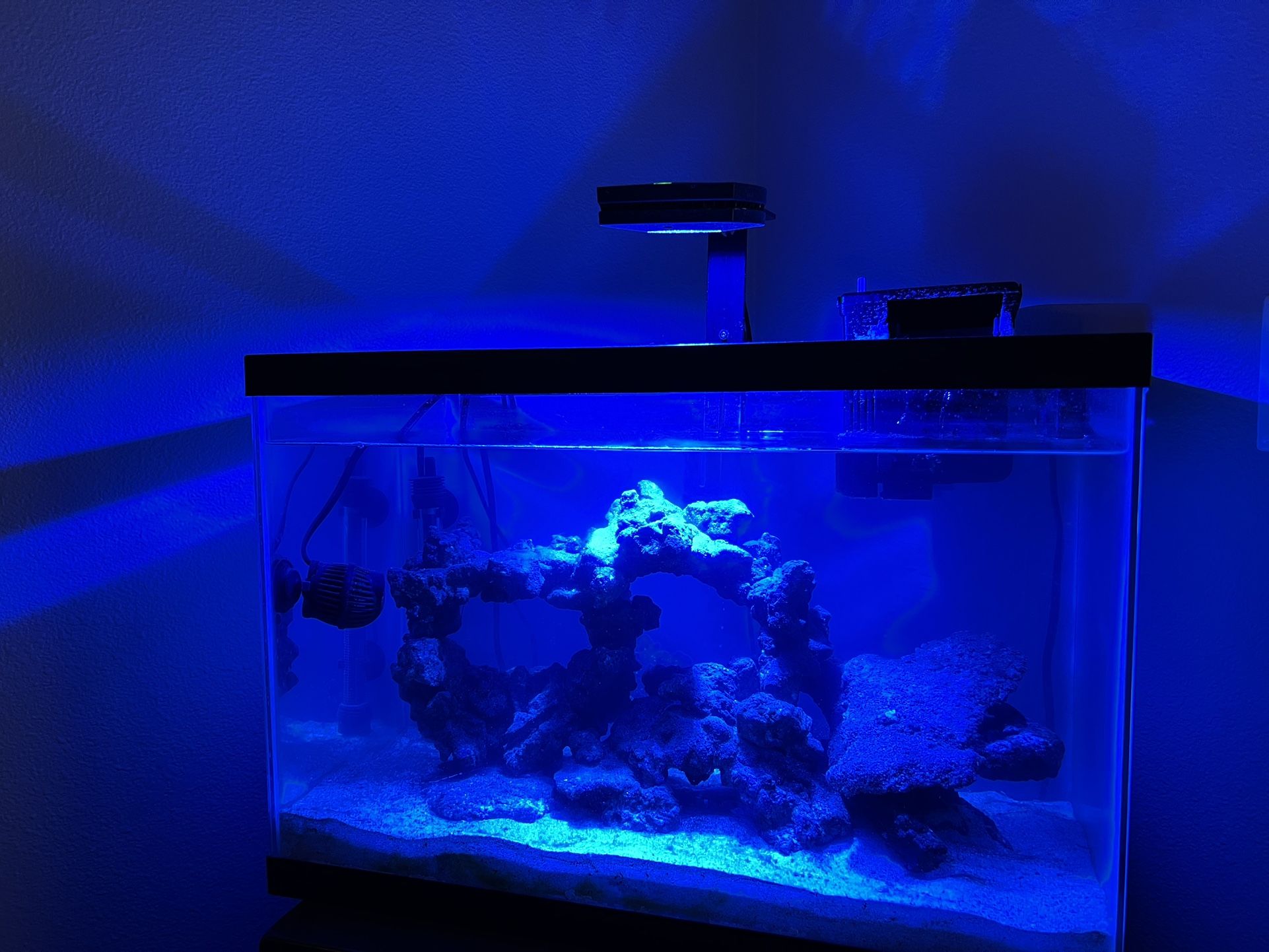 Saltwater Fish tank for Sale in Denver, CO OfferUp
