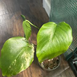 Variegated Monstera Aurea Rooted Plant