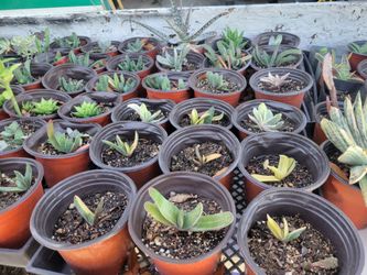 Varigated gasteria