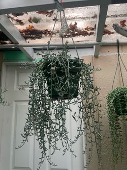 String of dolphins