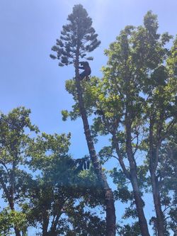 Tree trim