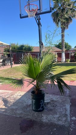 Queen palm