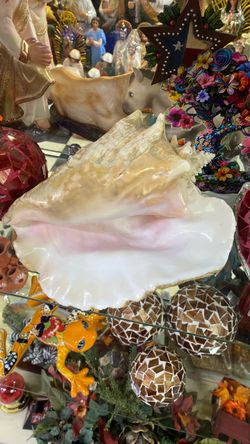 Large Natural Queen Conch Shell
