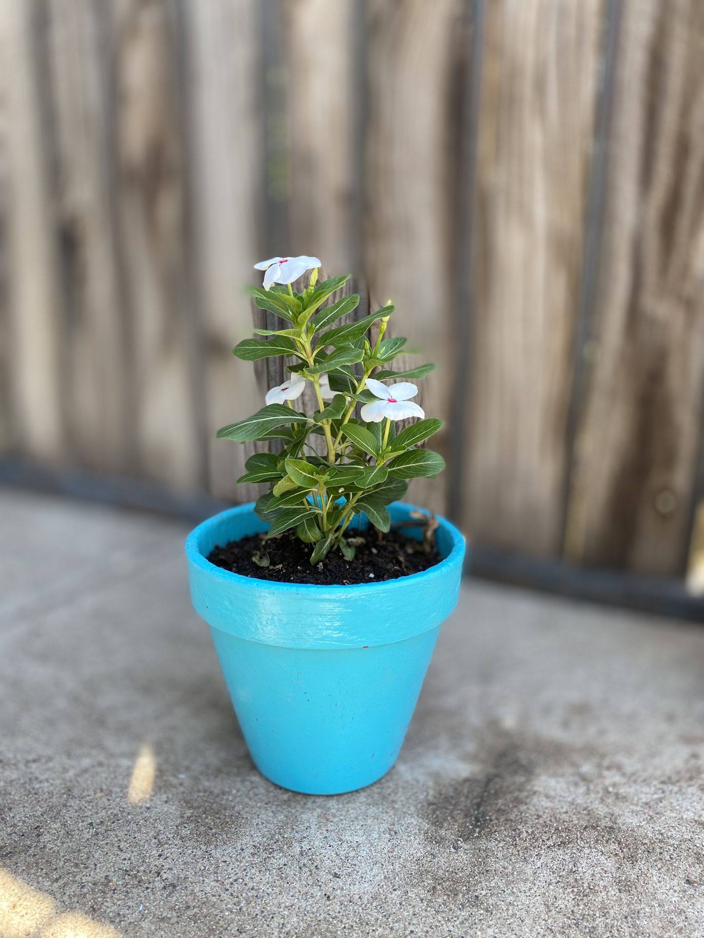 Vinca Polka Dot Plant