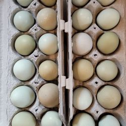Fresh Chicken Eggs