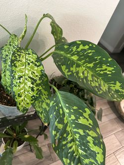 Plant