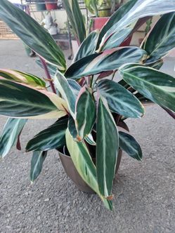 6-inch Stromanthe Trio Star 