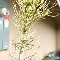 Firestick Succulent Plant