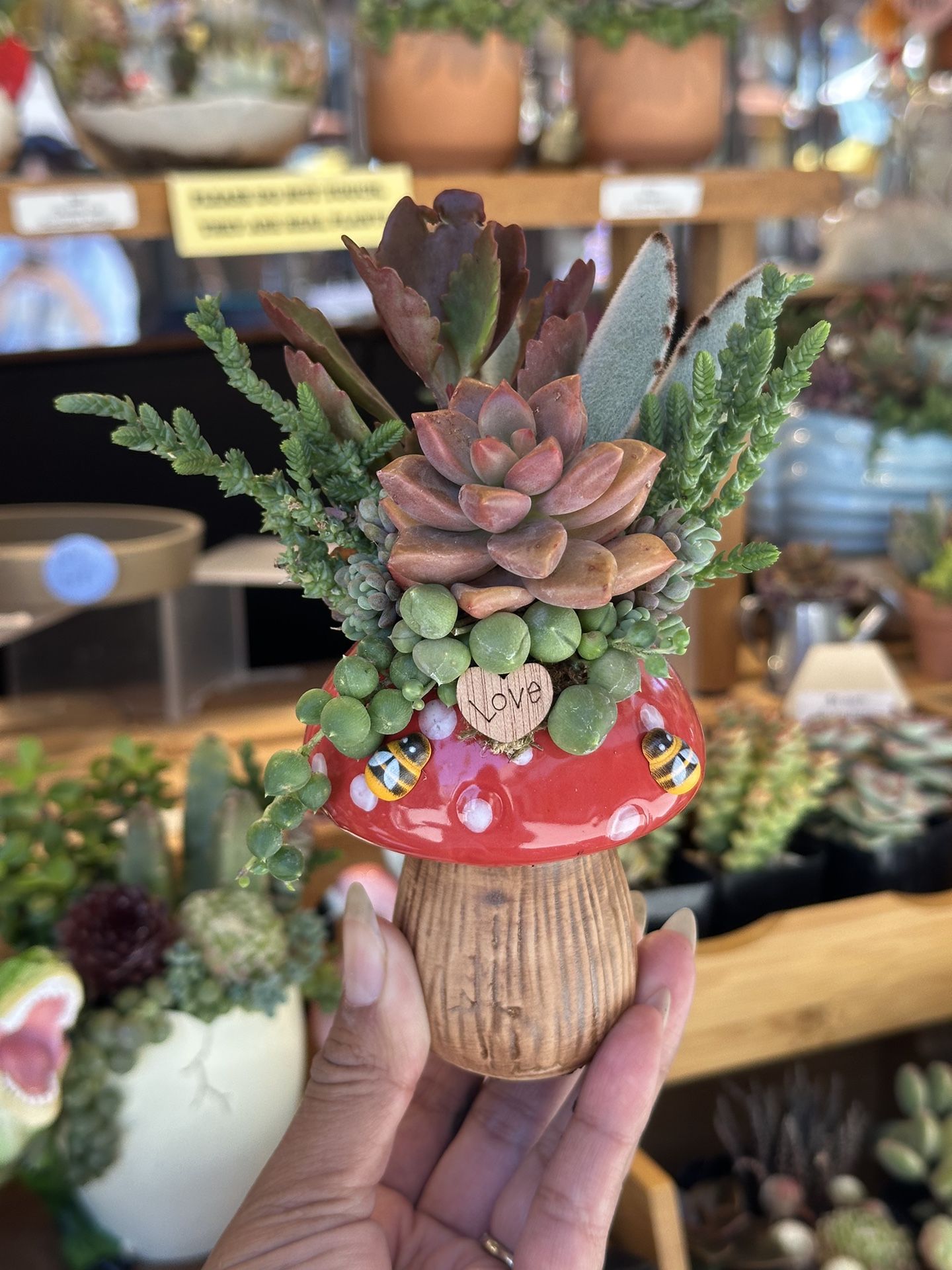 Mushroom Succulent Arrangement