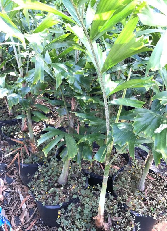 Foxtail Palm