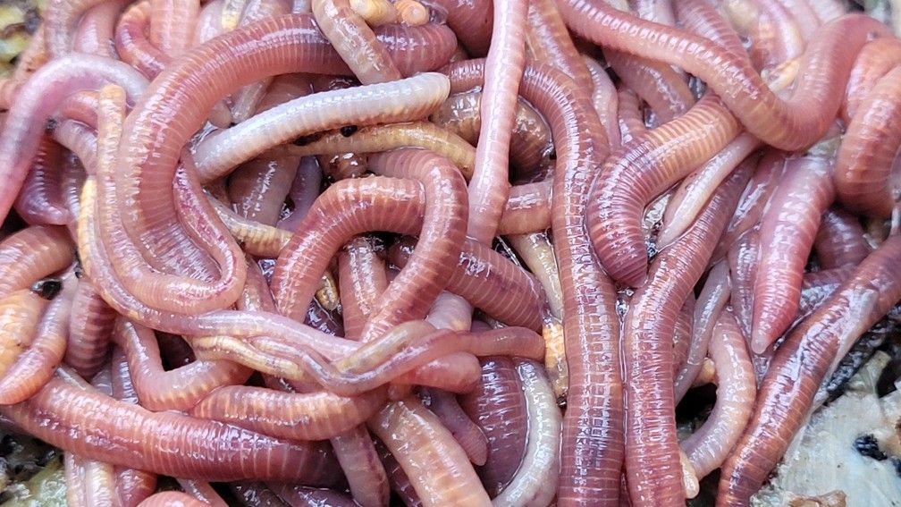 Native Compost Worms 