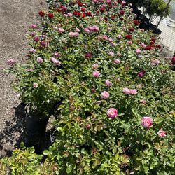 Rose Bush