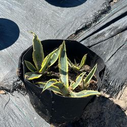 American Agave Succulents