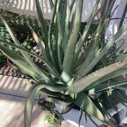 Aloe Vera Plants