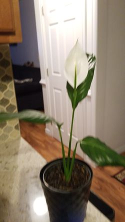 White Premium Sympathy Peace Lily - Indoor Plants