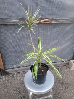 Dracaena Plant 8" Nursery Pot