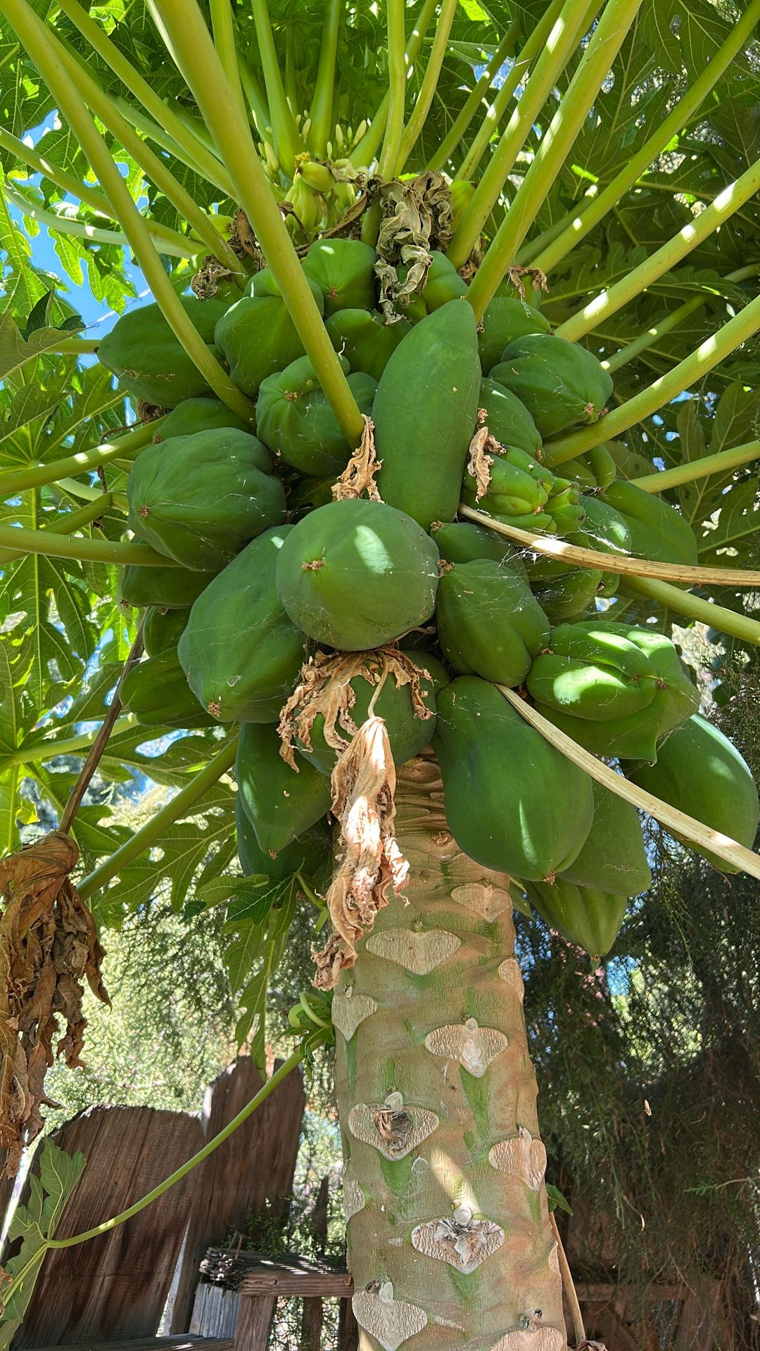 Papaya