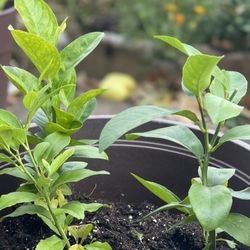Lemon Plants 