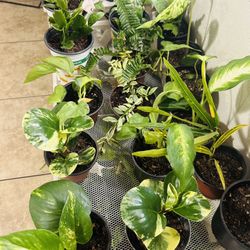 Small Plants 5 Each 