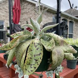 Donkey Ear Succulent Plant / 10” Pot Large Pla