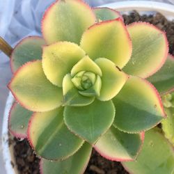 Succulent Plant Suculenta  