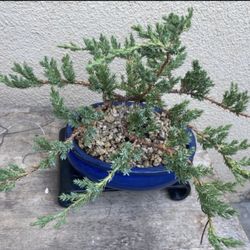 Bonsai Japanese Garden Junipers $60 Each