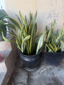 Snake plant