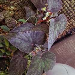 Begonia Botanicaz 42 (Fordii x Variabilis)