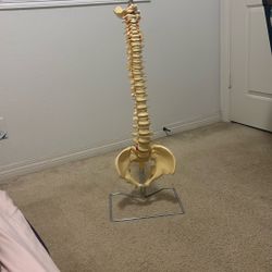 Life Size Spine