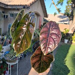 Alocasia AZLANII Plant $28