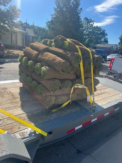 Fresh sod
