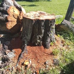I Need A Tree Stump Ground Give Me A Quote 