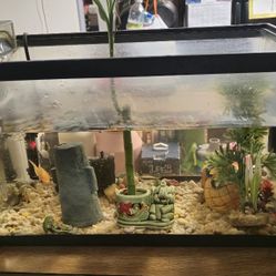 10 Gallon Tank