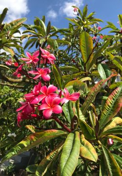 Plumeria Flowers