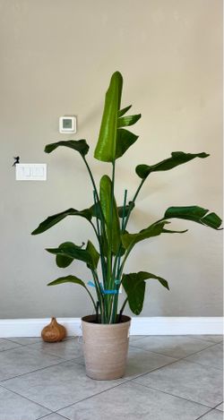 👍 Strelitzia nicolai