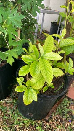 Plantas