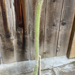 Torch Cactus Trichocereus Grandiflorus Potted Plant 1 Gallon Pot  Cash only  