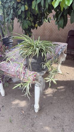 Planta