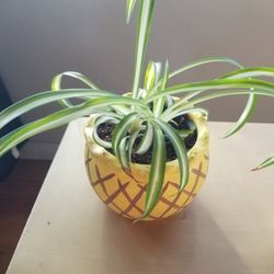 Spider Plant In A Pineapple Inspired Pot