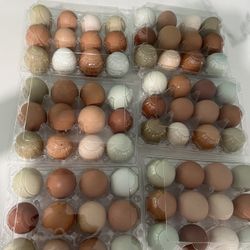 Eggs 