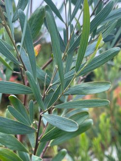 Acacia trineura plant ‘Three-nerved Wattle’