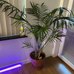 Needle Palm Plant 