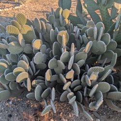 Prickly Pear Cactus (1-8)