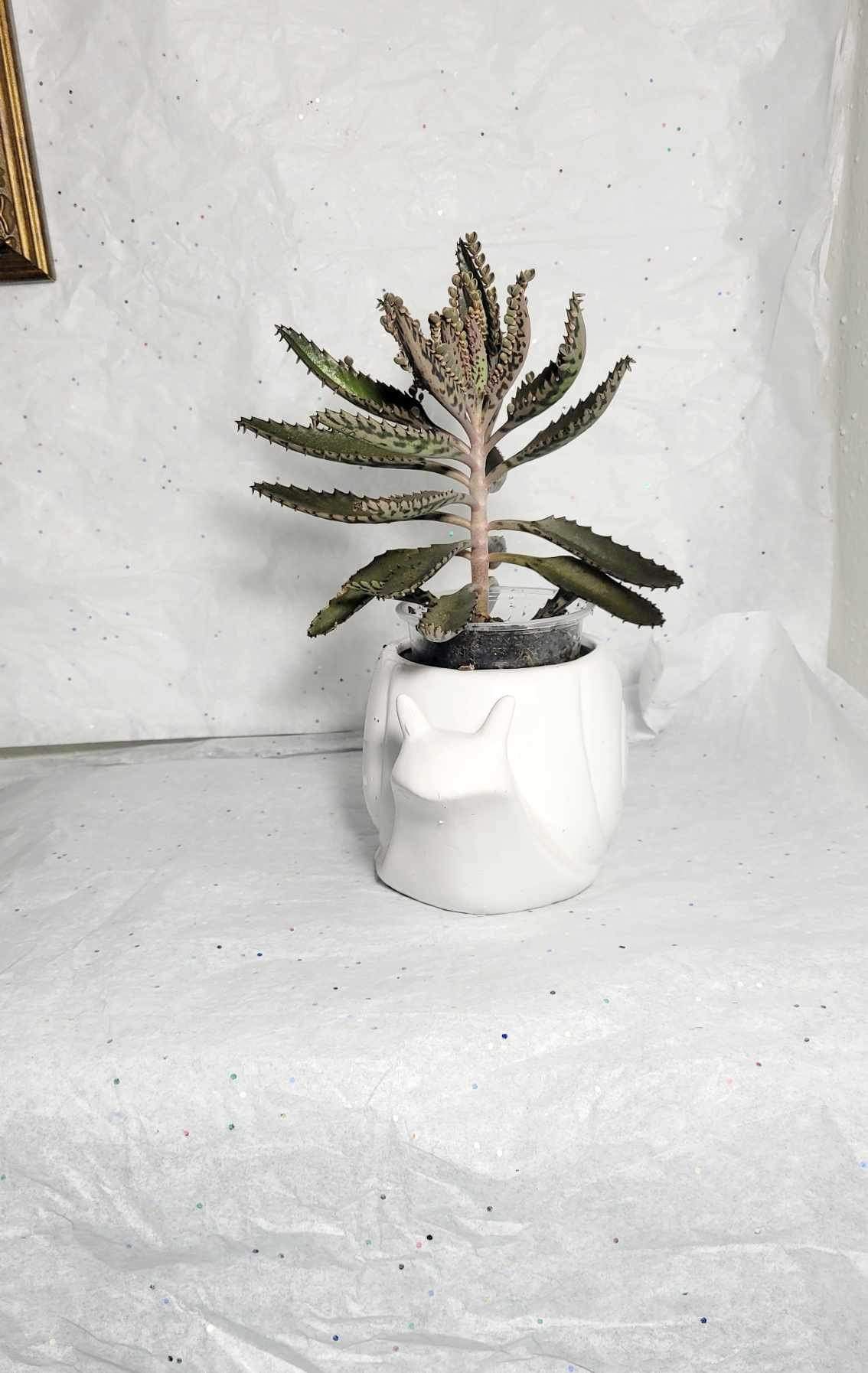 Mother of Thousands Kalanchoe (Alligator Plant) - Live Rooted Succulent - Healthy & Thriving!