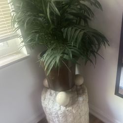 Plants And Stand (set of 2)